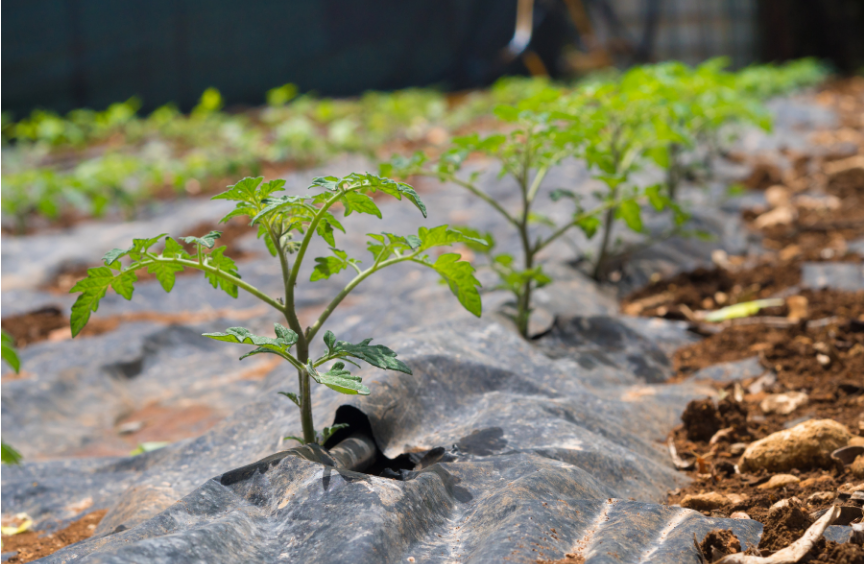Mulch Film